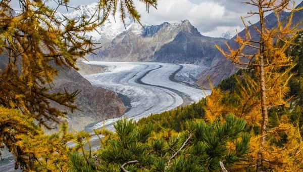 Blick durch den Nadelwald auf den Aletschgletscher
