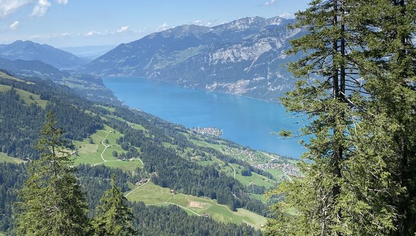 Der Blick schweift über die Baumkronen auf den Walensee.