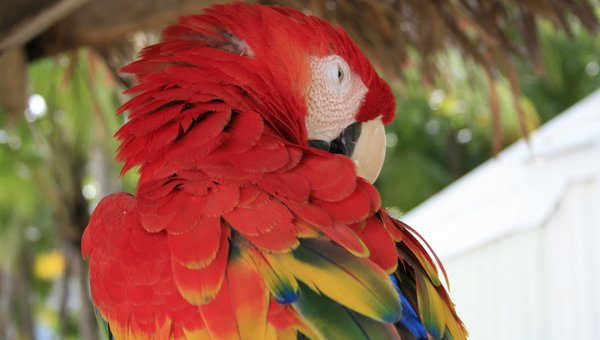 Ein Papagie mit rotem Gefieder